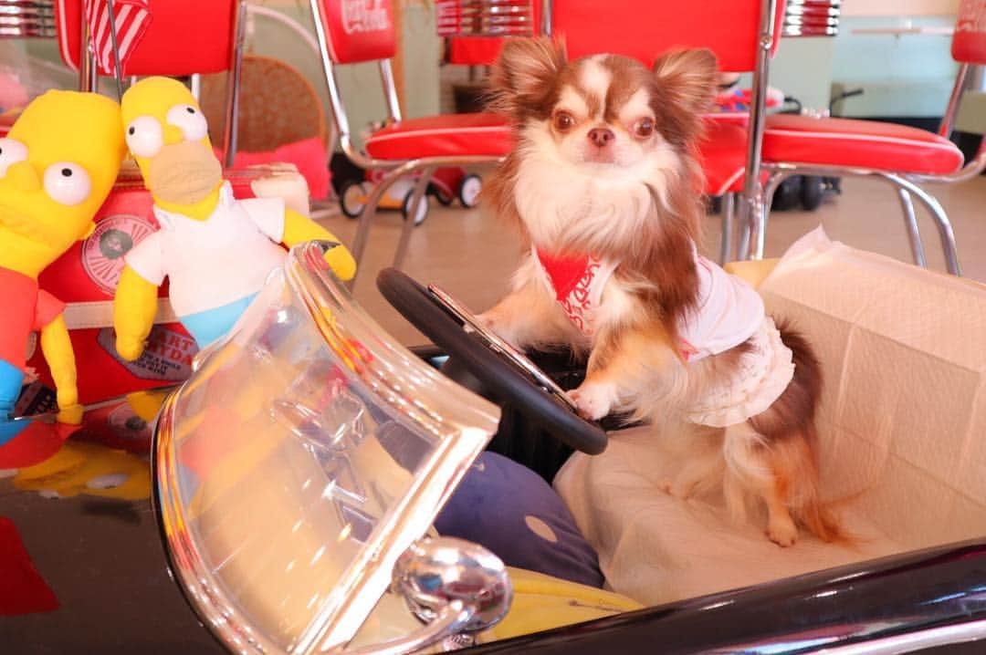 kayoのインスタグラム：「* * らいちんカッチョいい〜😂💗💗💗 * * Lychee💗 * * #chihuahua#chihuahualove#dogstgram#dog#instadog#チワワ#チワワ大好き * *」