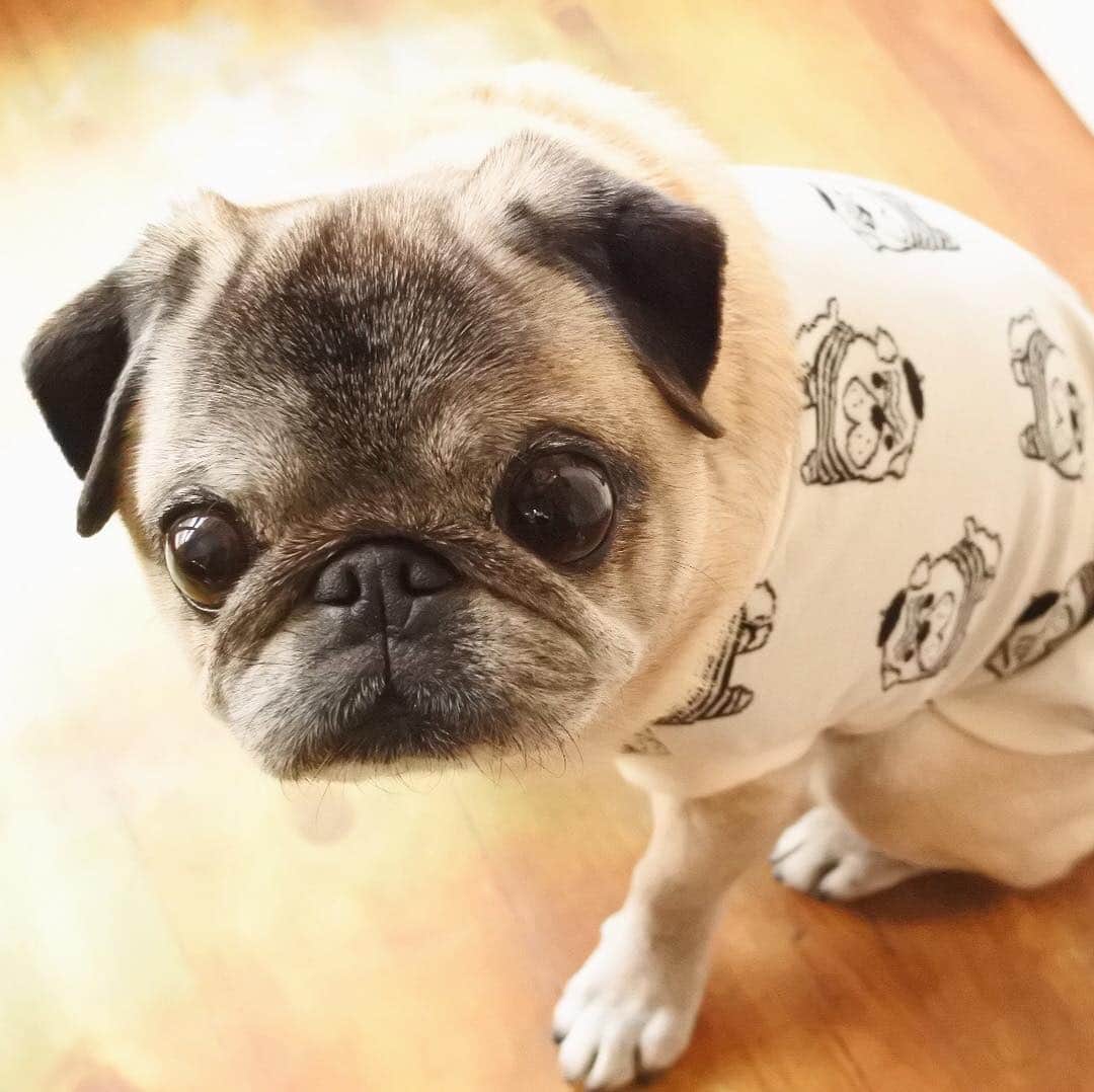 八兵衛のインスタグラム：「new outfit🐶✨ * * パグおじさんタンクが 届いたよ〜☺️ * * どや！とおじさん柄を見せてくれる べえさんをお楽しみください😂 * * はなびん どうもありがとうね〜😊❤️ * * #ほぼ黒パグ #おじいちゃん犬 #パグ #pug #puggy #puglife #puglove #petstagram #pugstagram #pugsofinstagram #pugs #dog #ふわもこ部  @igersjp #IGersJP #east_dog_japan #pecoイヌ部 #八兵衛 #はちべえ #朝ワンコ夕ニャンコ」