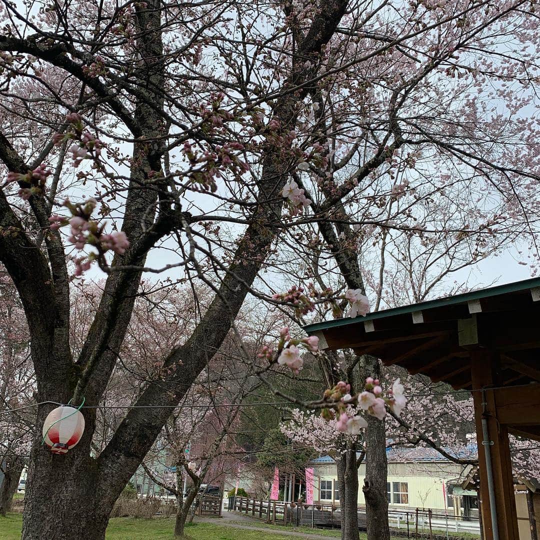 飛騨高山 旅館あすなろさんのインスタグラム写真 - (飛騨高山 旅館あすなろInstagram)「高山市国府町にある「桜の公園」です。 今が満開で見頃でした。  #桜 #さくらの公園 #見頃 #旅館あすなろ #飛騨高山 #飛騨高山温泉 #高山 #温泉 #岐阜 ##takayama  #sunaro #ryokan #ryokan asunaro #kaiseki」4月18日 19時23分 - ryokanasunaro