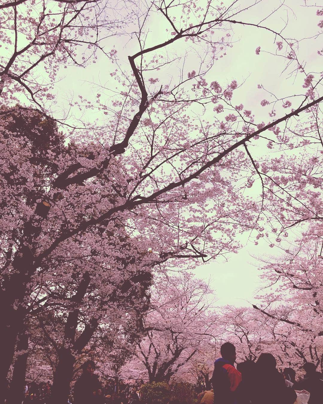 竹下玲奈さんのインスタグラム写真 - (竹下玲奈Instagram)「そういえばお花見🌸したょ✨ 寒くて完全防御服だねw 桜が緑になる頃から暖かくなるんだよね〜〜 とうもろこし🍚🌽好きすぎてたくさん作ってしまいました」4月18日 19時37分 - renatakeshita