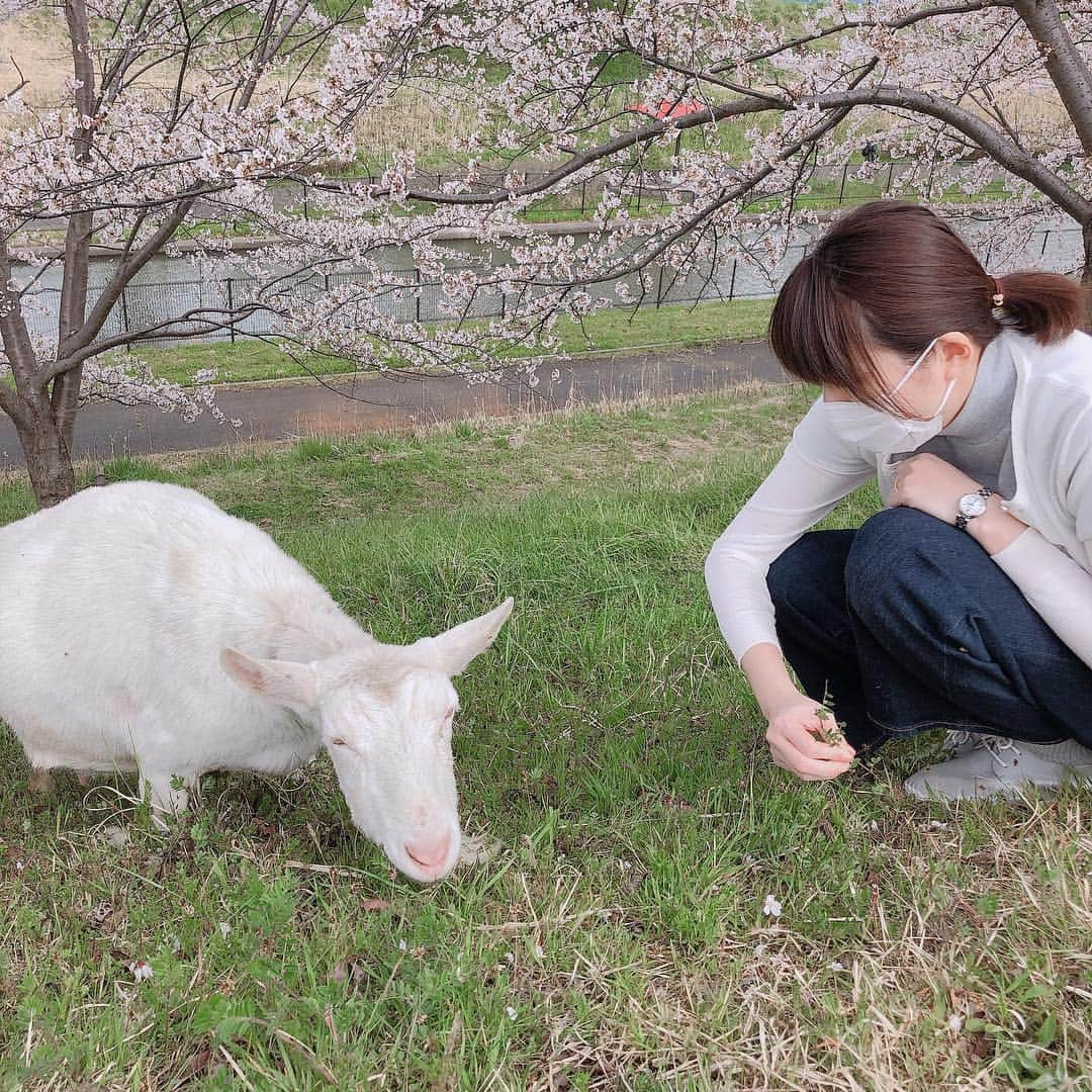 今井美穂さんのインスタグラム写真 - (今井美穂Instagram)「お花見してたらまさかのヤギさん😍﻿ 可愛すぎる💕﻿ ﻿ あんまり時間なかったので、﻿ お弁当じゃなくて﻿ おやつを作っていきました🌸﻿ ﻿ #お花見﻿ #ヤギ放牧中﻿ #おやつタイム﻿ #りんごと紅茶のパウンドケーキ﻿ #簡単美味しいので手作りリピート﻿ ﻿」4月18日 19時40分 - imaimiho1209