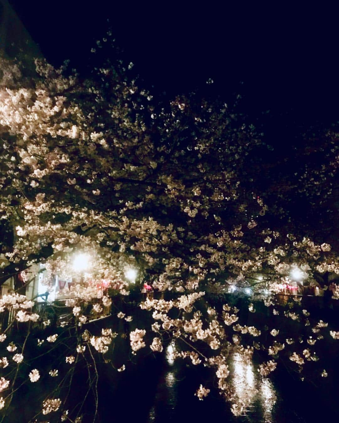 青山愛菜さんのインスタグラム写真 - (青山愛菜Instagram)「#目黒川 #夜桜 🌸」4月18日 19時51分 - ainamnsl