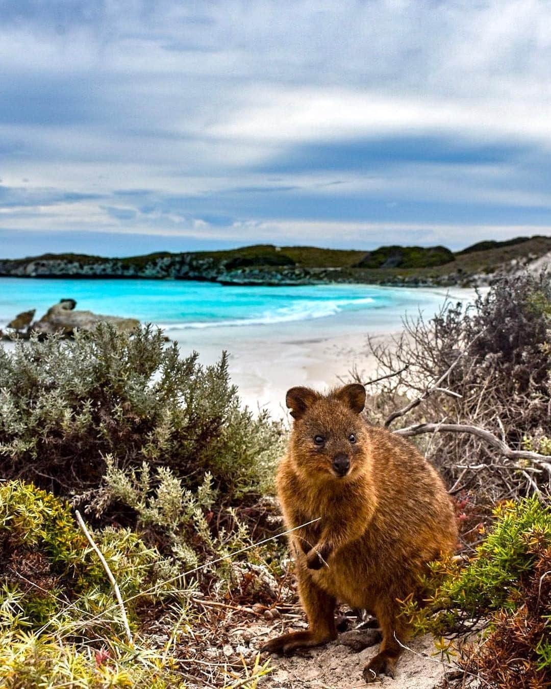 Australiaさんのインスタグラム写真 - (AustraliaInstagram)「It's easy to understand why #quokkas are the "world's happiest animal" when you see where they live 😍 @evienairn spotted one of these lucky little creatures hopping around its stomping ground of @rottnestislandwa in @westernaustralia, enjoying the coastal scenery and looking effortlessly adorable. Quokkas are famous for often having a big grin on their face and fair enough, we would too if we got to call this island paradise home! Check out this beautiful island for yourself via a scenic ferry trip with @rottnestexpress from @destinationperth or @visitfremantle, you won't regret it!  #seeaustralia #justanotherdayinwa #rottnestisland #wildlifephotography #weeklyfluff #travel」4月18日 20時00分 - australia