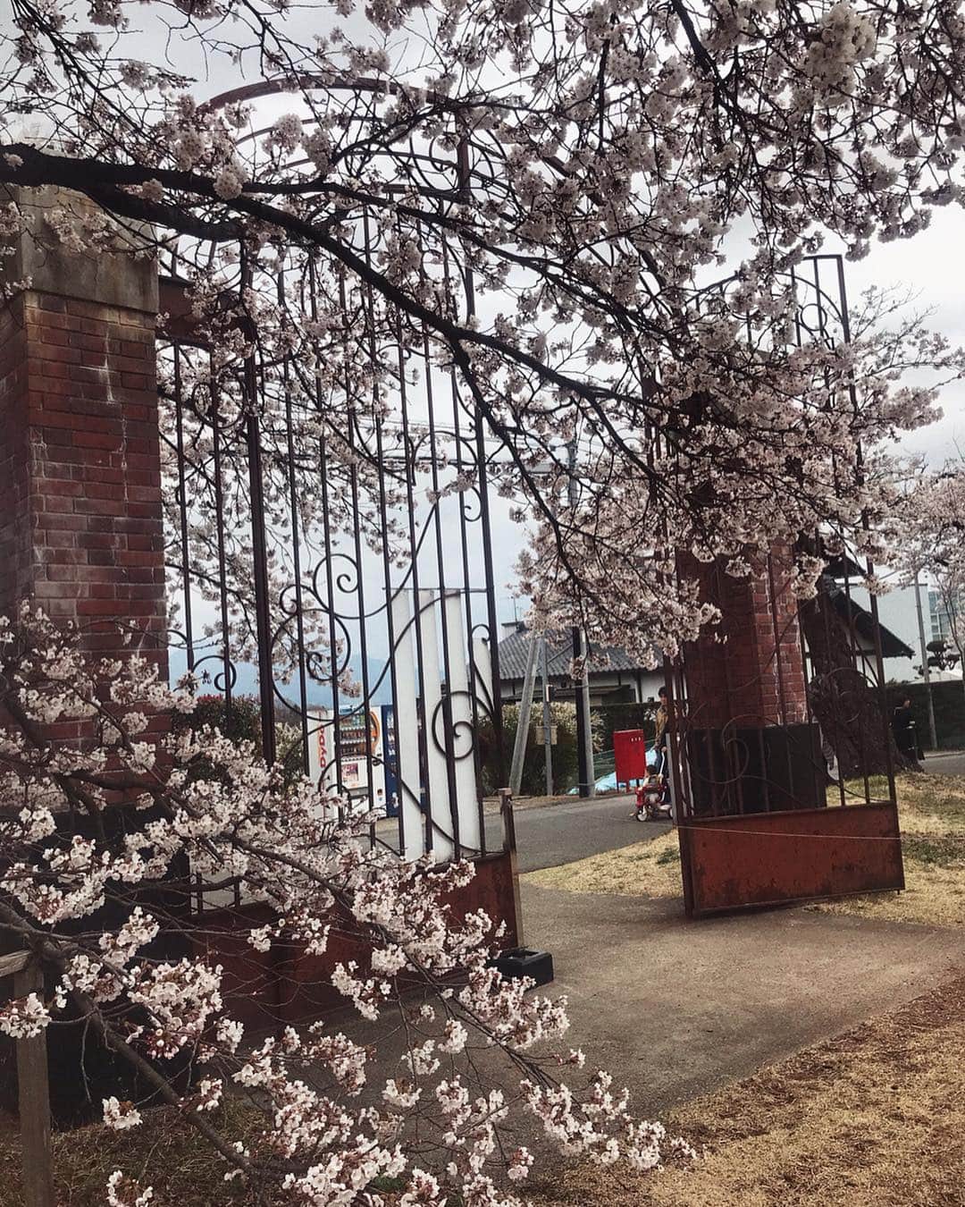 上原歩さんのインスタグラム写真 - (上原歩Instagram)「花びら一枚とっても みずみずしく張りがあって生き生きしてた🌸 入りたかった空間は入れなくて残念だったけどこんな時間はなんだか久しぶり。 自然はいいね🌳 アートと自然に触れてリフレッシュ！ ・ #love #flower #cherryblossom #happy #life #instagood」4月18日 20時05分 - ayumiuehara