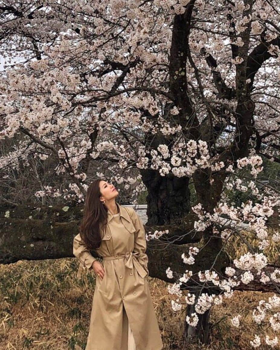 上原歩さんのインスタグラム写真 - (上原歩Instagram)「花びら一枚とっても みずみずしく張りがあって生き生きしてた🌸 入りたかった空間は入れなくて残念だったけどこんな時間はなんだか久しぶり。 自然はいいね🌳 アートと自然に触れてリフレッシュ！ ・ #love #flower #cherryblossom #happy #life #instagood」4月18日 20時05分 - ayumiuehara
