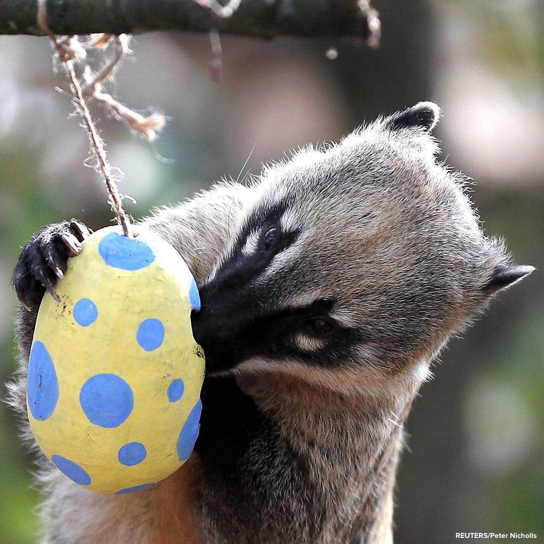 ABC Newsさんのインスタグラム写真 - (ABC NewsInstagram)「Black capped squirrel monkeys, penguins and ring-tailed coatis enjoy treats from papier-mache Easter eggs at London Zoo. #animals #easter #zoo #eastereggs #monkey #penguin」4月18日 20時07分 - abcnews