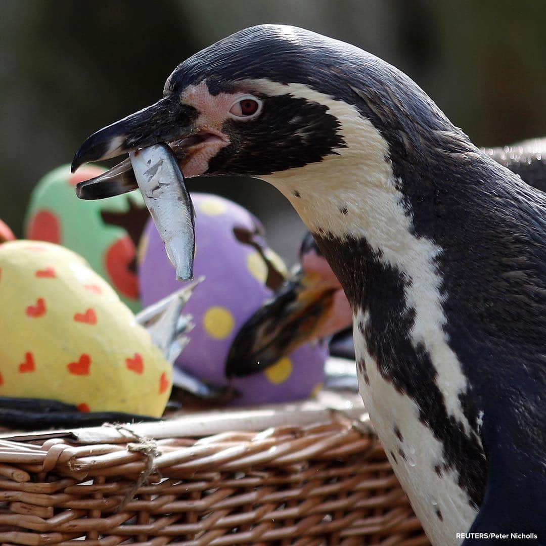 ABC Newsさんのインスタグラム写真 - (ABC NewsInstagram)「Black capped squirrel monkeys, penguins and ring-tailed coatis enjoy treats from papier-mache Easter eggs at London Zoo. #animals #easter #zoo #eastereggs #monkey #penguin」4月18日 20時07分 - abcnews