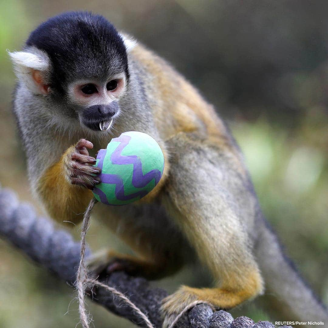 ABC Newsさんのインスタグラム写真 - (ABC NewsInstagram)「Black capped squirrel monkeys, penguins and ring-tailed coatis enjoy treats from papier-mache Easter eggs at London Zoo. #animals #easter #zoo #eastereggs #monkey #penguin」4月18日 20時07分 - abcnews