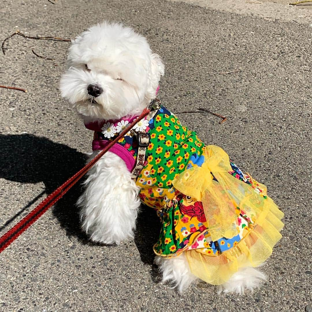 セロリさんのインスタグラム写真 - (セロリInstagram)「【いく子散歩デビュー】 いく子の散歩デビューにお付き合いいただいた方々、ありがとうございました。 いつものことながら、主に後頭部配信になりましたことを深くお詫び申し上げます。 #maltese #マルチーズ #ライブ配信 #chummyscharmmy #チャミーズチャーミー #malteseofinstagram #maltese101 #malteser #malteseofficial #maltesedog #dog #instadog #dogstagram #dogoftheday #doglovers #instapet #adorable #ilovemydog  #ペット #わんこ #ふわもこ部 #犬のいる暮らし #いぬら部  #いぬすたぐらむ #4枚目凧上げしているのではありません」4月18日 20時20分 - celeryrabbit