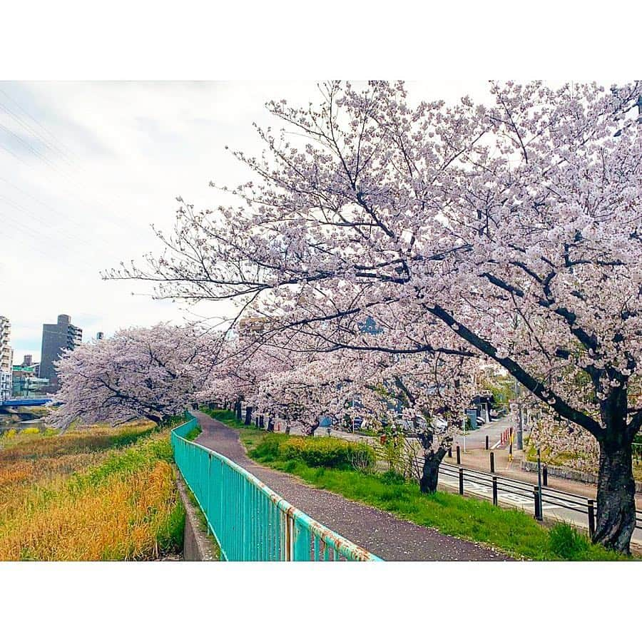 三谷紬さんのインスタグラム写真 - (三谷紬Instagram)「* 先週Abema的ニュースショーのロケで 名古屋に行ってきました🌷 . 体重20キロで出産した寺嶋千恵子さんのお話を伺うためです。 旦那さまや学生時代のお友達にも取材させて頂きました。 本当に皆さん温かくて、突然来た私を受け入れてくださいました。. 話を聞けば聞くほど、 千恵子さんの女性としての力強さをすごく感じて、 私も女性として考えさせられました。 また、旦那さまやご友人・医師の協力や応援の大切さもひしひしと感じ、 「周りの協力があったからこそ今の私があると思う。 本当に感謝している」 という千恵子さんの言葉が刺さりました🥺 周りの協力というのは、 どの場面でもありがたく大切だというのは分かっているのものの、 改めて考えてみると、 私は感謝の気持ちを言葉に出来ていないなぁと感じました。 取材を通じて 人として、女性として また一つ考えるきっかけを作ってくださった 千恵子さんやご家族・ご友人には大変感謝しております。 ありがとうございました。 お子さんの篤郎くん。 本当に元気で可愛くてとっても癒されました。 これからまた大きくなるのが本当に楽しみです😊 . 千恵子さんのお宅からの帰り道。 川沿いのソメイヨシノが綺麗に咲いていました🌸 対岸には鯉のぼりがたくさん泳いでいましたよ🎏 * #名古屋#出張#脊髄性筋萎縮症#難病#20#kg#出産#女性#赤ちゃん#7ヶ月#baby#男の子#ママ#mom#パパ#dad#桜#さくら#ソメイヨシノ#鯉のぼり#川#5月#テレビ朝日#アナウンサー#三谷紬」4月18日 20時22分 - mitani_tsumugi