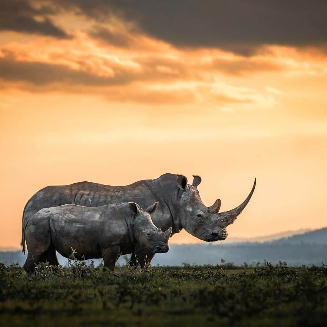 Discoveryさんのインスタグラム写真 - (DiscoveryInstagram)「“The present and the future, amidst the lands of the past and the skies of forever.” 📸 + caption by Harman Singh Heer (@hshphotos) . . . . #rhino #nature #naturephotography #adventure #potd #photooftheday #discover #wildlifephotography #outdoors #rhinos」4月18日 20時23分 - discovery