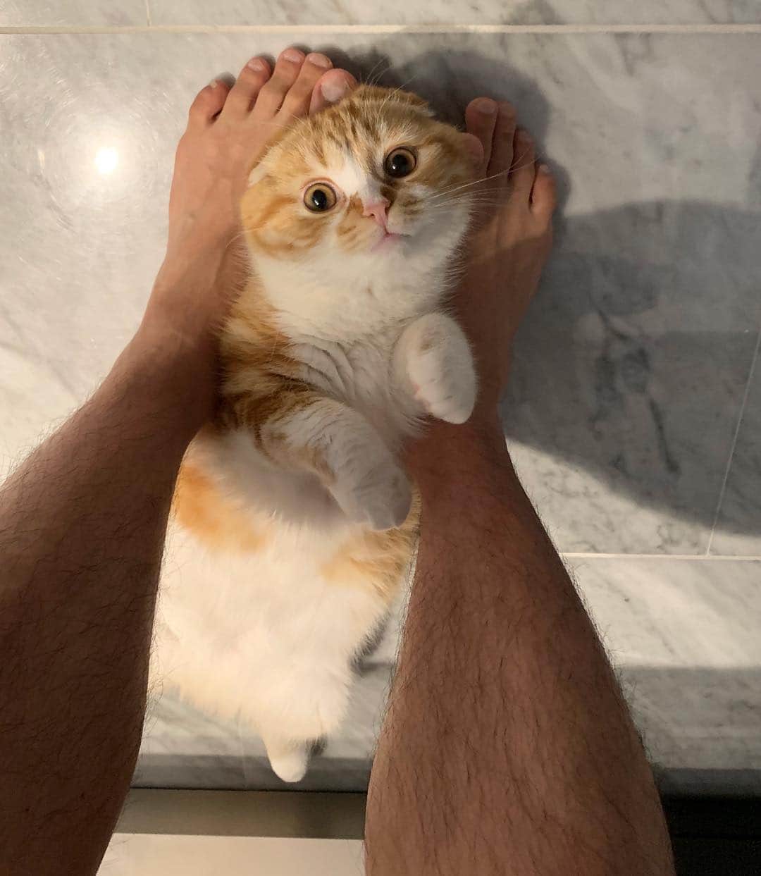 HIKAKINのインスタグラム：「天使すぎるまるお withスネ毛  #まるお #ヒカキン #猫 #かわいい」