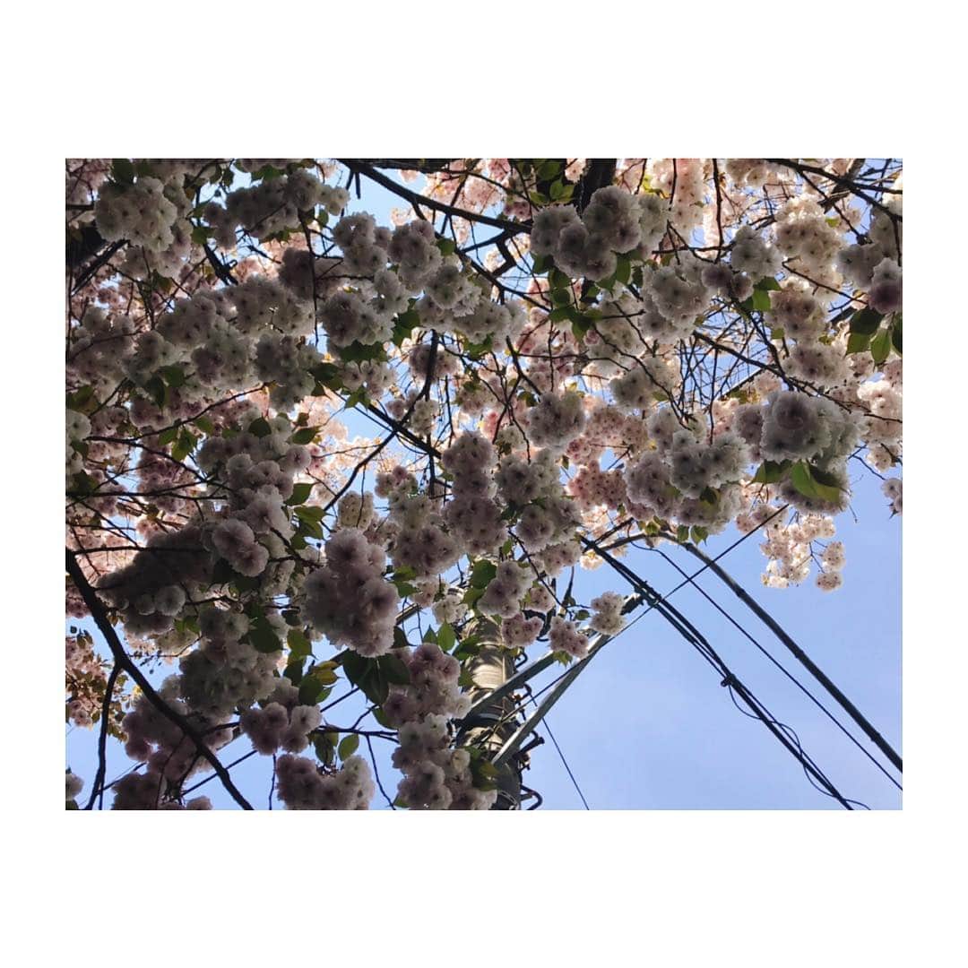 神田莉緒香さんのインスタグラム写真 - (神田莉緒香Instagram)「--- いつもと違う道を、と思ったら 八重桜に遭遇しました。 ふわっふわだった。 . #🌸」4月18日 20時31分 - riokanda_ri