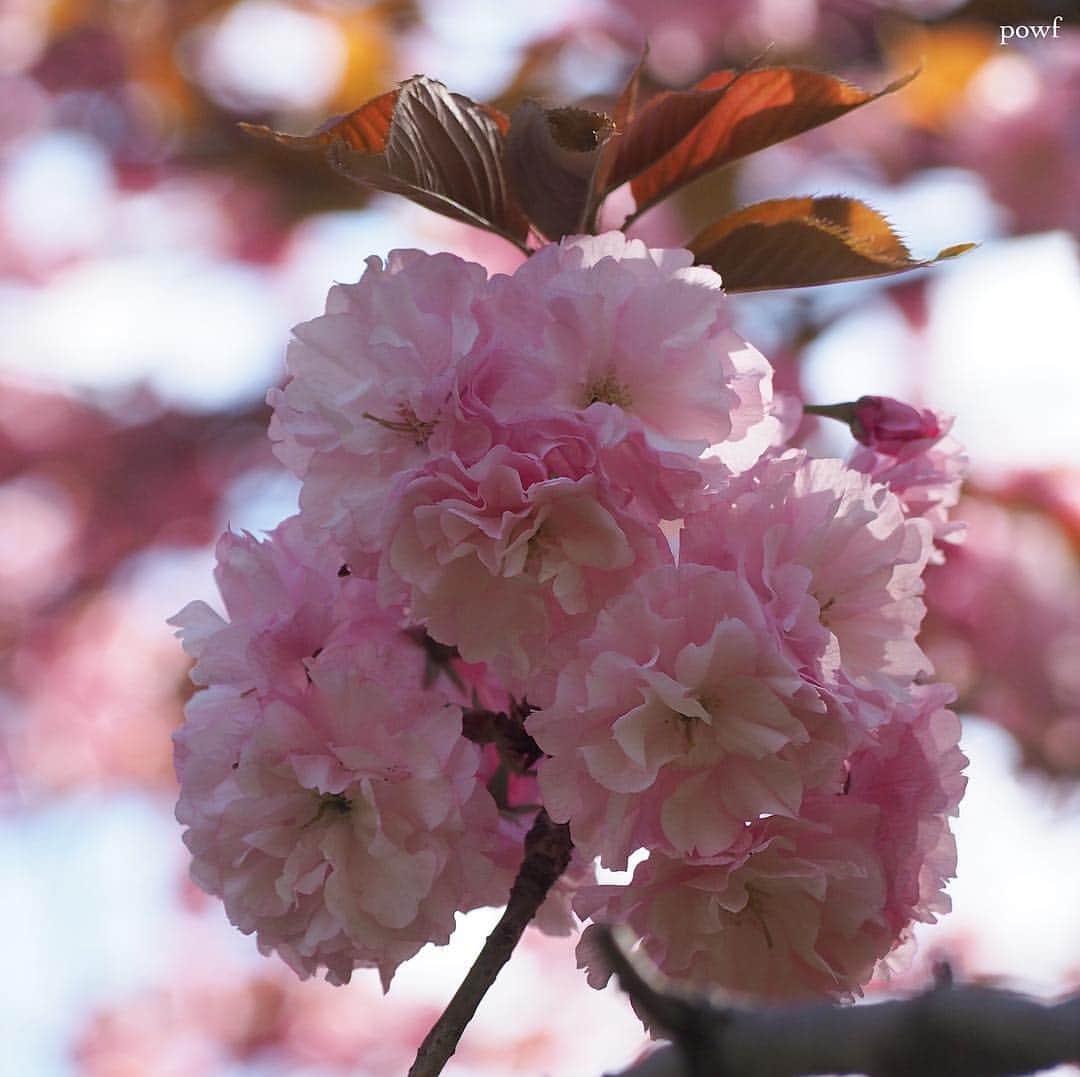 anemone_69さんのインスタグラム写真 - (anemone_69Instagram)「. 今日も撮りすぎてしまった＼(^o^)／ . . #関山 #カンザン #八重桜 #sakura #サクラ #桜 #cherryblossom . . .」4月18日 20時33分 - powf