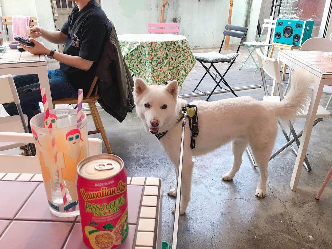 ピパ さんのインスタグラム写真 - (ピパ Instagram)「보리랑 나들이❤️ 걍걍 #애견동반식당 찾아간건데 뭐야 여기 #맛집 이였어🤭 . . #정말넘넘맛있음 #진심 #마포맛집 #인정 #애견동반식당 #애견동반식당맛집 #훌라훌라 #백립  #살이스르륵 #냠냠냠 #봄나들이 #소풍 #보리랑나랑 #실글벙글 #보리왕자님 @bori5525」4月18日 20時35分 - bipa.diva