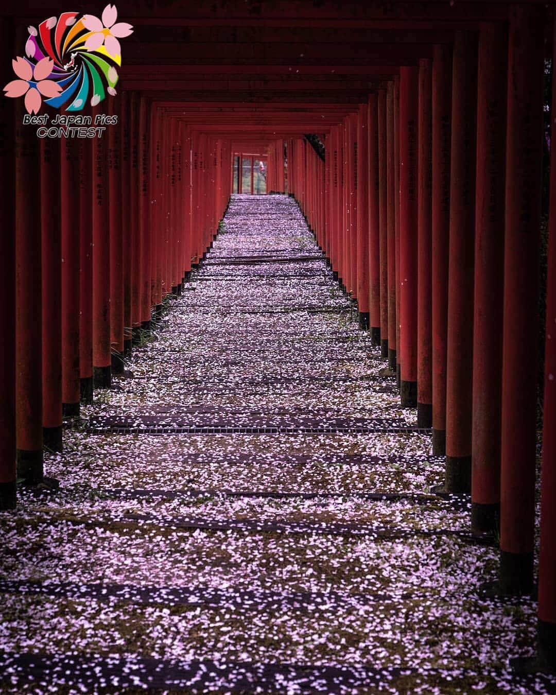 Follow & use #bestjapanpicsさんのインスタグラム写真 - (Follow & use #bestjapanpicsInstagram)「🌸2019年桜 一部🌸 . @bestjapanpics_  selection . 👑CONGRATS to @shota.o912 👑  おめでとうございます🎉🎉 素晴らしい桜のお写真でご参加頂きありがとうございました✨✨ . #bestjapanpics_桜2019一部 . 📷 chosen by  @yy.o_o (Mod) FOUNDER: @quelmarietto LOCALITY: 和歌山県 CATEGORY: #桜 #鳥居 #花びらの絨毯 . . •follow us @bestjapanpics_ . •use #bestjapanpics . 撮影地の都道府県をキャプション・コメントタグ・ジオタグのいずれかに入れて下さい。 . @bestjapanpics_ では、日本で撮られた素敵なお写真へのタグ付けをお待ちしています✨ . Select the amazing photos every day. ダグ付けをして頂いた中から、毎日素晴らしい写真を選出させていただきます👑 . . #JAPAN #日本 #風景 #夕焼け #夜景 #海 #自然 #モノクロ #ポートレート . #art_of_japan_ #as_archive #daily_photo_jpn #icu_japan #jp_gallery #kids_japan #phos_japan #picture_to_keep #ray_moment #s_shot #kf_gallery」4月18日 20時46分 - bestjapanpics_