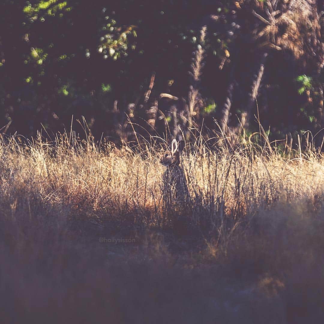 Holly Sissonのインスタグラム：「The elusive Easter Bunny?  #newzealand #wanaka ~ Canon 5D MkIV + 70–200 f2.8L IS MkII + 2x III 400mm f5.6 (See my bio for full camera equipment information plus info on how I process my images. 😊) ~」