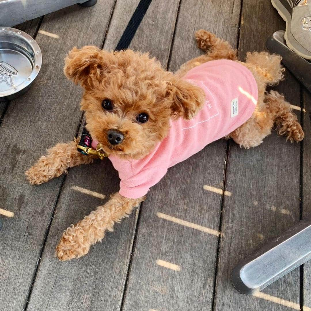 水野佐彩さんのインスタグラム写真 - (水野佐彩Instagram)「・ 丸ちゃんとランチ🍽🌸 お互いワンコを飼い始めたのが同じくらいで instagramではよく交流していたけど こうして遊ぶのは初めて☺️💕 ララちゃんがお利口さんすぎて とっても優しくおもちに接してくれたから 珍しくおもちも怖がることもなく 挨拶して穏便に過ごしてた🥺✨ なんて平和なランチタイムだったんだろう🥺 楽しかったなあ。 そしてお祝いまでしてくれて 本当に嬉しかったあ🥺🎂 丸ちゃん親子の可愛さに おもちと私は心底癒されました😳❤️ 丸ちゃんありがとう☺️💕💕 #canalcafe  #カナルカフェ #犬連れランチ #飯田橋 #神楽坂 #ランチ #犬バカ部 #ダブルデート ・ ・ あ。 ぼくは首をボリボリしてくれると 気持ちよくてにっこりになります🐶w (5-6枚目参照🌸)」4月18日 21時12分 - saaya_mizuno