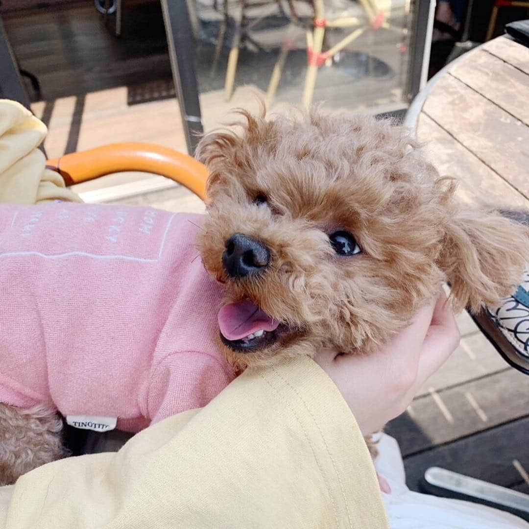 水野佐彩さんのインスタグラム写真 - (水野佐彩Instagram)「・ 丸ちゃんとランチ🍽🌸 お互いワンコを飼い始めたのが同じくらいで instagramではよく交流していたけど こうして遊ぶのは初めて☺️💕 ララちゃんがお利口さんすぎて とっても優しくおもちに接してくれたから 珍しくおもちも怖がることもなく 挨拶して穏便に過ごしてた🥺✨ なんて平和なランチタイムだったんだろう🥺 楽しかったなあ。 そしてお祝いまでしてくれて 本当に嬉しかったあ🥺🎂 丸ちゃん親子の可愛さに おもちと私は心底癒されました😳❤️ 丸ちゃんありがとう☺️💕💕 #canalcafe  #カナルカフェ #犬連れランチ #飯田橋 #神楽坂 #ランチ #犬バカ部 #ダブルデート ・ ・ あ。 ぼくは首をボリボリしてくれると 気持ちよくてにっこりになります🐶w (5-6枚目参照🌸)」4月18日 21時12分 - saaya_mizuno