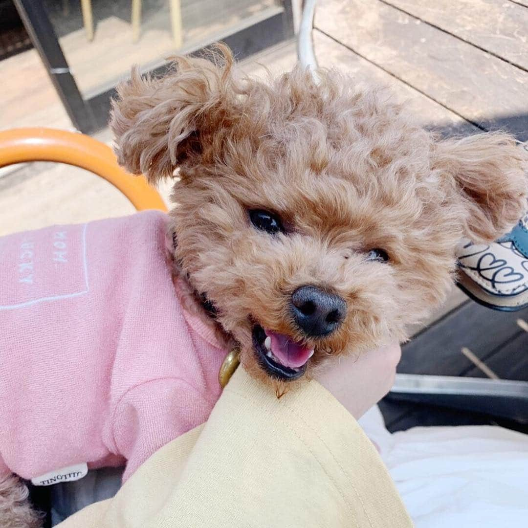 水野佐彩さんのインスタグラム写真 - (水野佐彩Instagram)「・ 丸ちゃんとランチ🍽🌸 お互いワンコを飼い始めたのが同じくらいで instagramではよく交流していたけど こうして遊ぶのは初めて☺️💕 ララちゃんがお利口さんすぎて とっても優しくおもちに接してくれたから 珍しくおもちも怖がることもなく 挨拶して穏便に過ごしてた🥺✨ なんて平和なランチタイムだったんだろう🥺 楽しかったなあ。 そしてお祝いまでしてくれて 本当に嬉しかったあ🥺🎂 丸ちゃん親子の可愛さに おもちと私は心底癒されました😳❤️ 丸ちゃんありがとう☺️💕💕 #canalcafe  #カナルカフェ #犬連れランチ #飯田橋 #神楽坂 #ランチ #犬バカ部 #ダブルデート ・ ・ あ。 ぼくは首をボリボリしてくれると 気持ちよくてにっこりになります🐶w (5-6枚目参照🌸)」4月18日 21時12分 - saaya_mizuno