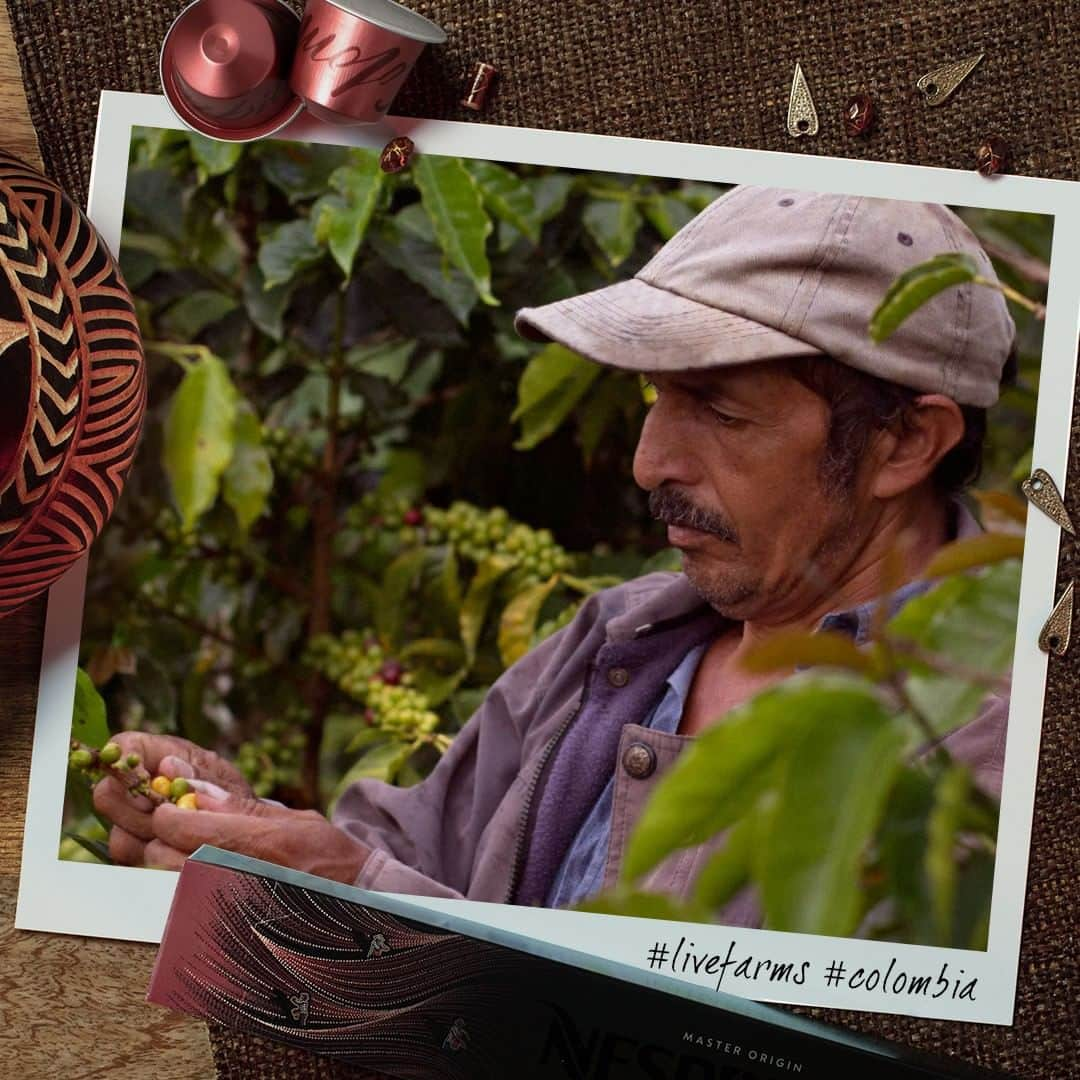 Nespressoさんのインスタグラム写真 - (NespressoInstagram)「Do you know why your Master Origin Colombia requires so much attention?  Marco Aurelio meticulously chooses and delicately hand-picks the berries, one by one, to make sure they are at the perfect ripeness for the Late Harvest.  It’s a challenging technique, because it’s just a matter of days between a perfect Late Harvest berry and a “too Late" Harvest berry.  It takes time to perfect this process and become a master... of Master Origin Colombia ! Cheers to the Master ! ☕  Take a look at our story to discover the farm life of Marco Aurelio !  #Nespresso #LiveFarms #Farmers #Colombia #Coffee #TheChoicesWeMake  #AAAprogram #Sustainability #MasterOrigin」4月18日 21時14分 - nespresso