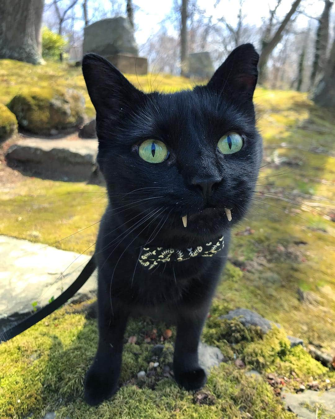 セルジオさんのインスタグラム写真 - (セルジオInstagram)「Who wants to take a walk on the wild side with me? 😎👣🐾 . . #takeawalkonthewildside #monkeybusiness #batcat #vampirecat #cemeterywandering #gothcat #petco #blackcats #blackcatsofinstagram #vampires #catonaleash #catexplorer #catsonleashes #igcats #crazycat #sillycat #cutecats #ellenratemycat #buzzfeedcats #9gagcute #catstercats #thedodo #catsofinstagram @cats_of_instagram #catsofinsta #catsofig #weeklyfluff #catsinbowties #pantherthursday #catfangsofinsta」4月18日 21時15分 - monkandbean