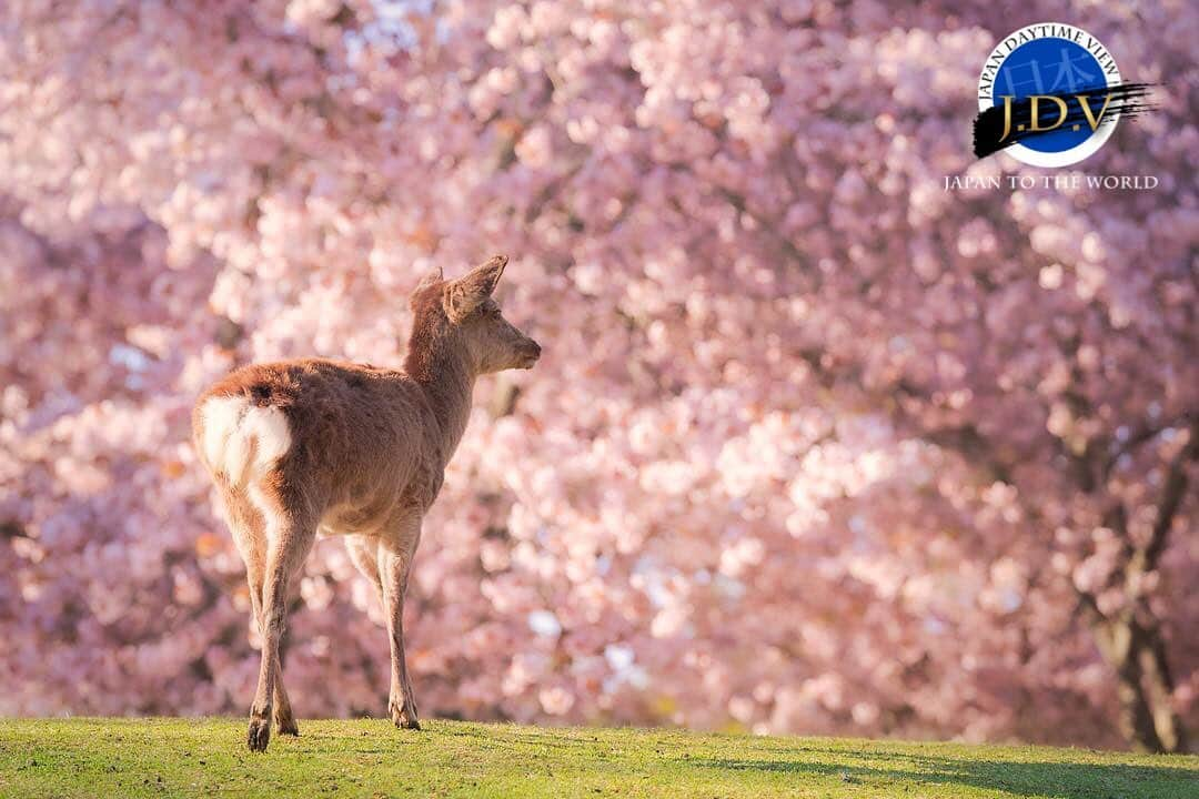 japan_daytime_viewさんのインスタグラム写真 - (japan_daytime_viewInstagram)「⁑ ✨👑 J D V Photo Of The Day 👑✨ ⁑ ✨🎊 C O N G R A T U L A T I O N S 🎊✨ 素敵な作品をシェアして頂き有難う御座います🙏🏻 ⁑ Photographer :  @shinseyes Location :  奈良県 Photo Selected : @masa.105 フィーチャー条件 ① 撮影地（都道府県名）が判別出来る情報の記載 。 ② @Japan_Daytime_View をフォロー。 ③ ハッシュタグに #Japan_Daytime_View を付加。 ⁑ Admin : @masa.105 Mod : @happydays796 Mod : @estrella1868 Mod : @396_zima Mod : @kimako_ Mod : @mikanino_2016 ⁑ 🎌Japan Viewグループ🎌  @japan_daytime_view (日の出〜日没迄の写真) @japan_night_view (日没から日の出迄の写真) ----------------------------------------- #Japan#日本#奈良#桜#鹿」4月18日 21時15分 - japan_daytime_view