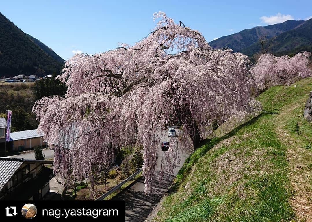 Gero City【下呂市公式アカウント】さんのインスタグラム写真 - (Gero City【下呂市公式アカウント】Instagram)「#Repost @nag.yastagram with @get_repost ・・・ 桜🌸めぐり 朝から晴天に恵まれて  #岐阜県#下呂市萩原町四美  #岩太郎のしだれ桜  #さくら🌸#桜🌸  #覆いかぶさるような迫力 #さくら🌸と乗用車 #さくら🌸と郵便配達車 #さくら🌸とタンポポ #さくら🌸と土筆 #さくら🌸と青空  #さくら🌸と飛行機✈️ #ライトアップ #下呂アンバサダー  #gerostagram」4月18日 21時31分 - gerostagram