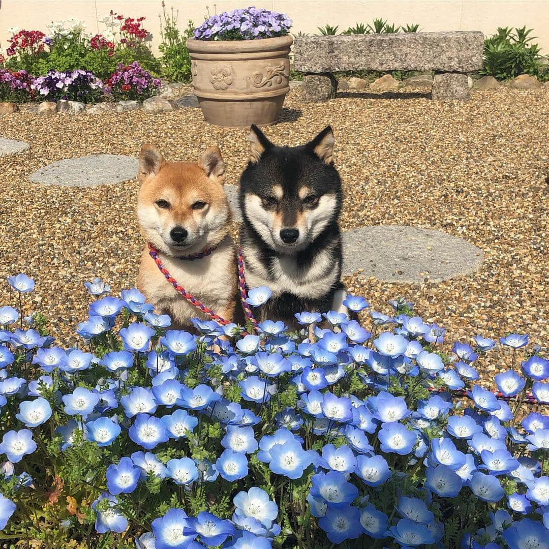 豆柴なつ&ふゆさんのインスタグラム写真 - (豆柴なつ&ふゆInstagram)「Baby blue eyes bloomed in the garden😊💓 お庭にネモフィラが咲きました😊💓 #ネモフィラ #柴犬#shiba #shibainu #shibastagram #shibamania #sweet#豆柴#癒し #庭 #仲良し #pecoいぬ部#doglove #garden #dogstagram #dogoftheday #かわいい#instashiba #daffodils #🐕📷 #ふわもこ部#love#花 #friends #犬#instacute #柴#proudshibas #cutepets #わんこ」4月18日 21時23分 - mameshiba.natsuinu56