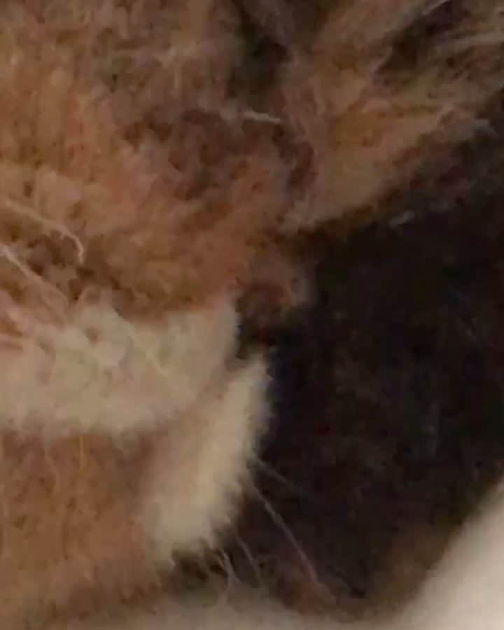 Pudgeのインスタグラム：「Tiny nose, snores as loud as an old man 🙄 #pudgesnorezzz #pudgethecat」