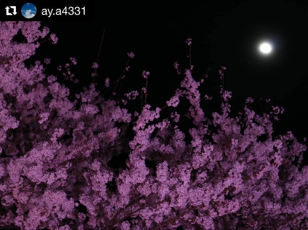 Gero City【下呂市公式アカウント】さんのインスタグラム写真 - (Gero City【下呂市公式アカウント】Instagram)「#Repost @ay.a4331 with @get_repost ・・・ 4/16 夜桜🌸🌔 飛騨クレーン工業さん事務所の裏の桜🌸🌸 ピンクのライトに照らされ紫色っぽく見える。（無修正） 写真ではわかりにくいですが全体をみると、妖艶でエロちっくな感じの夜桜🌸でした✨✨ #写真好きな人と繋がりたい #写真撮ってる人と繋がりたい #ファインダー越しの私の世界 #InstagramJapan#japanikou#photo_shorttrip#ig_japan #love_nippon #カメラ女子#スマホ#iPhone#select_japan#japan_photo_now#japan_daytime_view  #japan#japanphoto#japanfocus#japantrip#岐阜県インスタ部 #岐阜県 #フォトジェニック#インスタ映え#下呂アンバサダー#gerostagram#下呂#桜#ライトアップ」4月18日 21時32分 - gerostagram