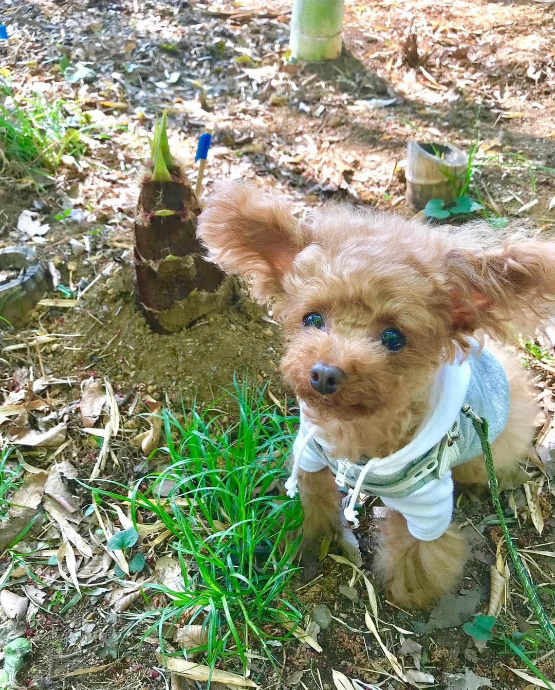 toshiyaotsuboさんのインスタグラム写真 - (toshiyaotsuboInstagram)「竹の子とリロ🐶☺️ 来週にはもうリロより大きくなってるでしょうね〜 #プードル#トイプードル#ティーカッププードル#犬#poodle#teacuppoodle#toypoodle#dog#dogstagram#instadog#푸들#caniche#Pudel#貴婦狗#animalsco」4月18日 21時50分 - toshiyaotsubo