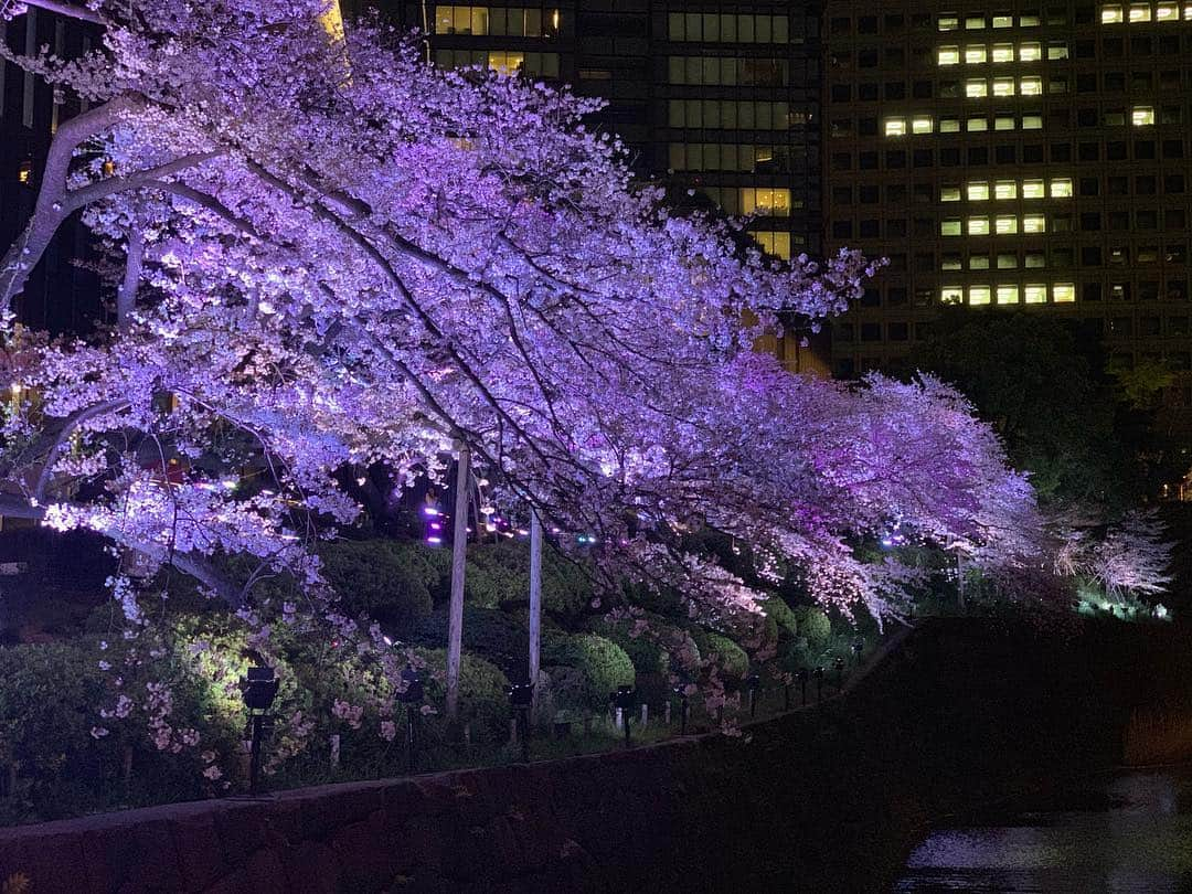 海下真夕さんのインスタグラム写真 - (海下真夕Instagram)「. 🌸🌸🌸 .  #桜#コレクション #春#2019 #photography」4月18日 21時52分 - kaigeworld