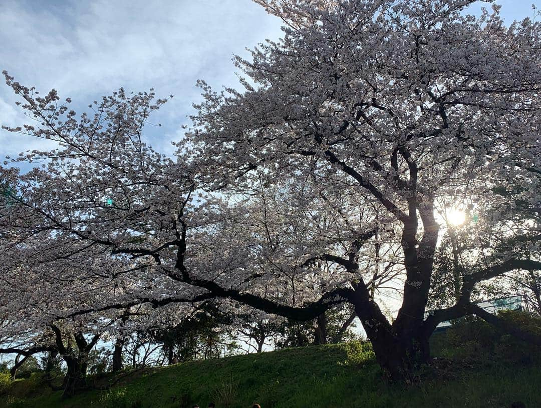 海下真夕さんのインスタグラム写真 - (海下真夕Instagram)「. 🌸🌸🌸 .  #桜#コレクション #春#2019 #photography」4月18日 21時52分 - kaigeworld