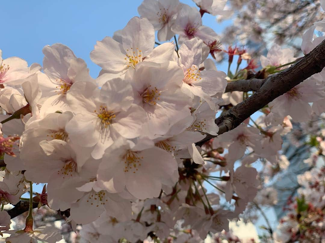 海下真夕さんのインスタグラム写真 - (海下真夕Instagram)「. 🌸🌸🌸 .  #桜#コレクション #春#2019 #photography」4月18日 21時52分 - kaigeworld