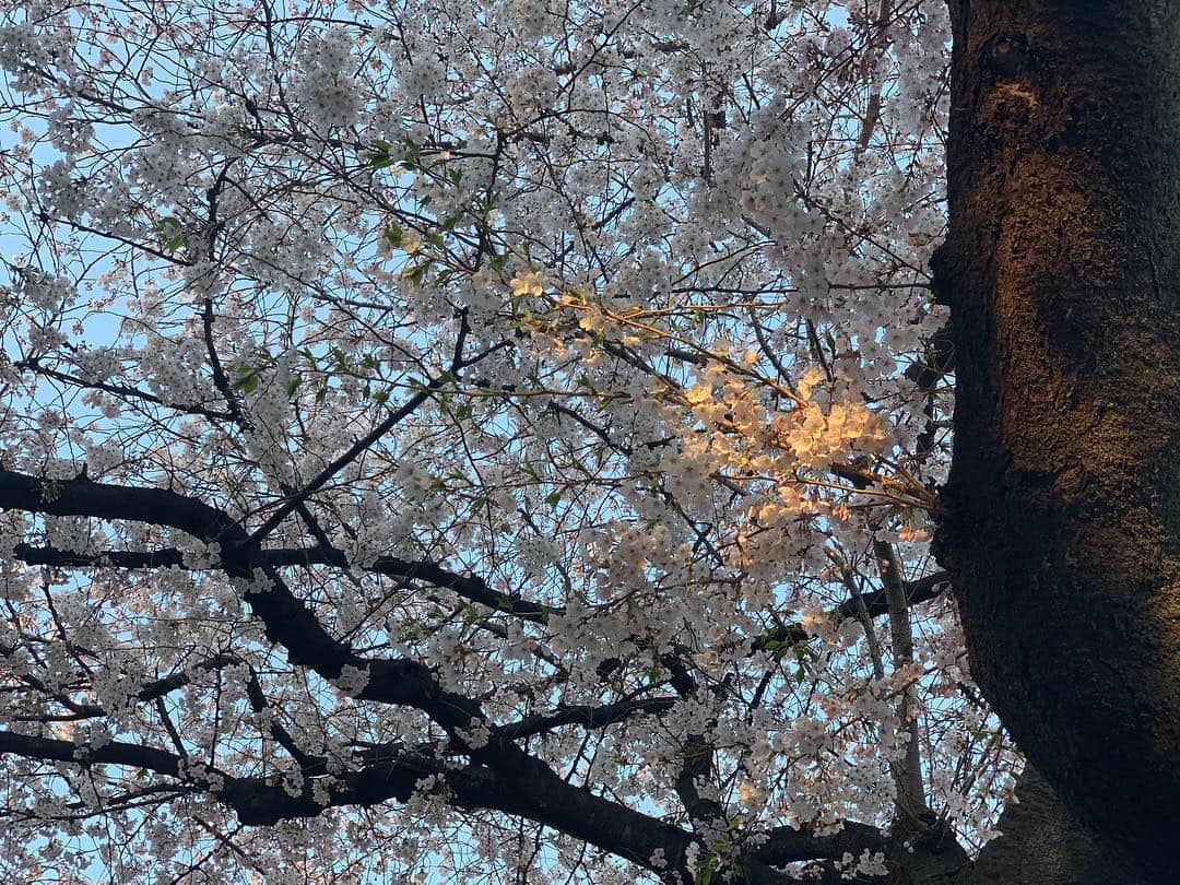 海下真夕さんのインスタグラム写真 - (海下真夕Instagram)「. 🌸🌸🌸 .  #桜#コレクション #春#2019 #photography」4月18日 21時52分 - kaigeworld