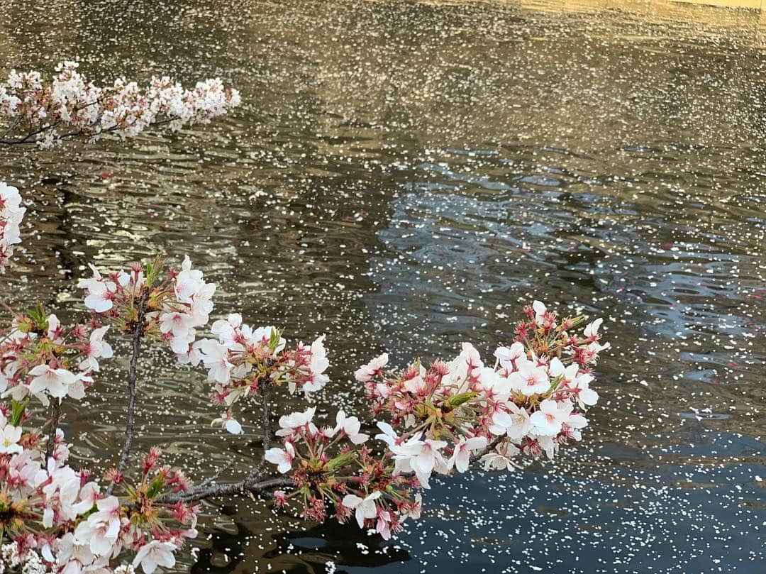 海下真夕さんのインスタグラム写真 - (海下真夕Instagram)「. 🌸🌸🌸 .  #桜#コレクション #春#2019 #photography」4月18日 21時52分 - kaigeworld