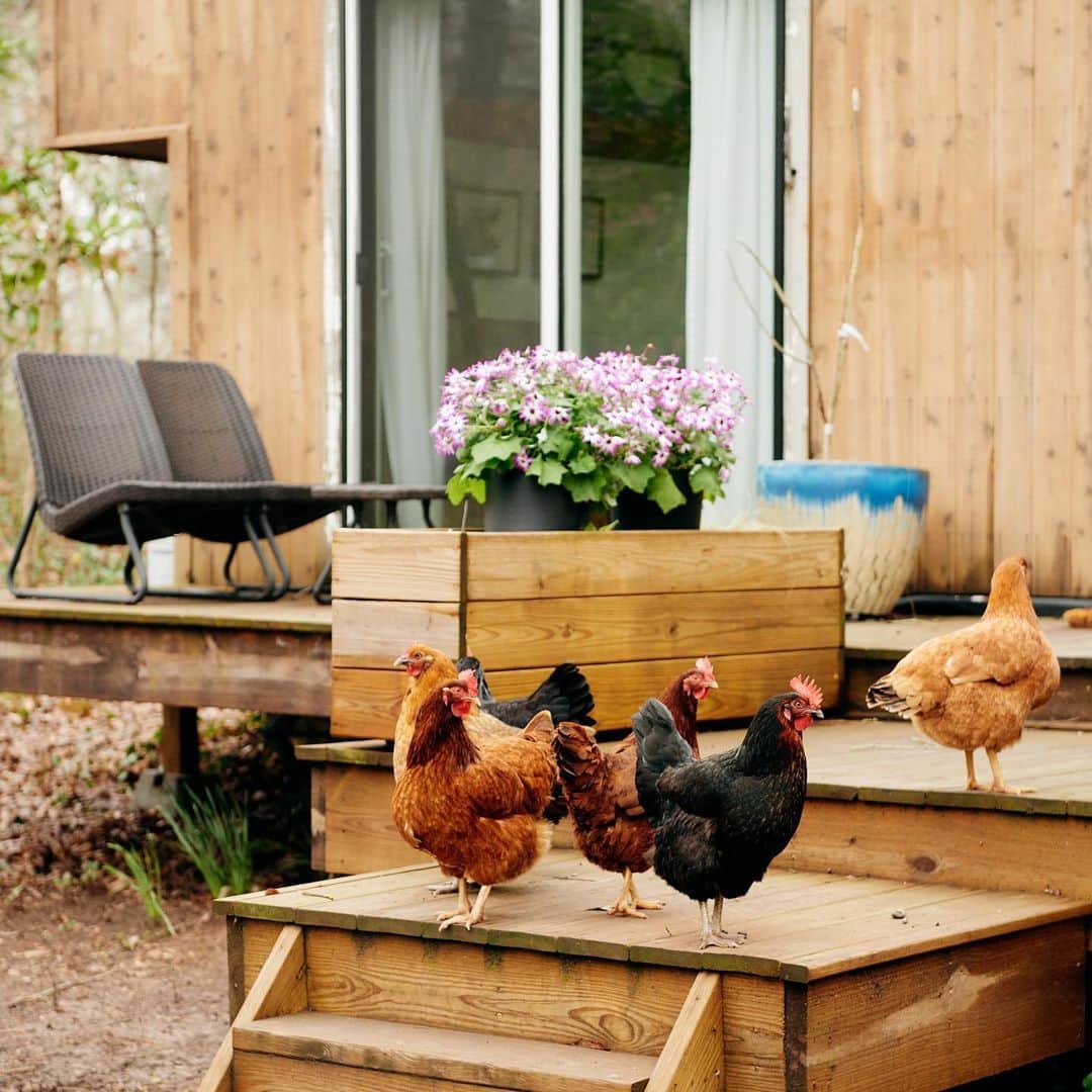 Airbnbさんのインスタグラム写真 - (AirbnbInstagram)「Your host, Darrel, welcomes you to his tiny home in suburban Atlanta with fresh eggs from his free-roaming chickens. When you first walk in, you might notice a thick bench made of 200-year-old plantation wood. This is one of the many eclectic pieces incorporated into the modern-rustic design, each with a unique history, that Darrel picked because they felt “perfectly imperfect.” Along with the farmhouse decor and cozy 2nd-story bedroom—enclosed by a Dutch roof frame—this #AirbnbPlus home has big charm for a small space.  Tap the link in our bio to read more about Darrel’s story and his #AirbnbPlus tiny homes.」4月18日 22時04分 - airbnb