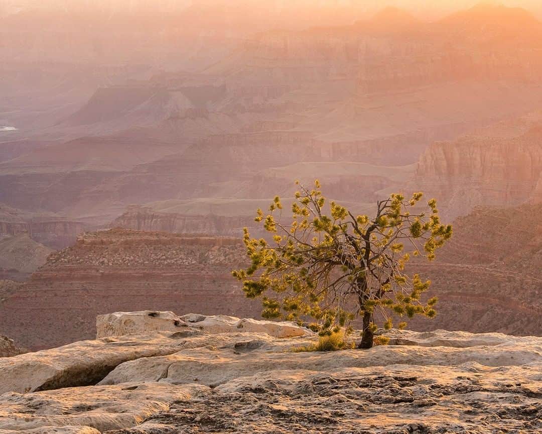 National Geographic Travelさんのインスタグラム写真 - (National Geographic TravelInstagram)「Photo @stephen_matera | A Pinyon Pine seemingly growing straight out of solid rock on the South Rim of the Grand Canyon at sunrise. With temperatures varying from below zero in winter and above 100 in summer, and average precipitation on the south rim of the Grand Canyon is only 16 inches, this tree must be incredibly strong to survive in such a harsh environment. Follow me @stephen_matera for more images like this from Arizona and around the world. #desert #ersosion」4月18日 22時02分 - natgeotravel