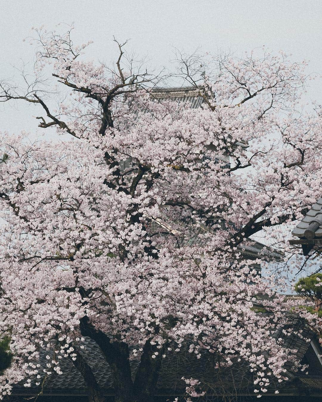 Yuma Yamashitaさんのインスタグラム写真 - (Yuma YamashitaInstagram)「Matsumoto Castle is one of the most complete and beautiful among Japan's original castles💪  #inspirationcultmag」4月18日 22時13分 - yuma1983