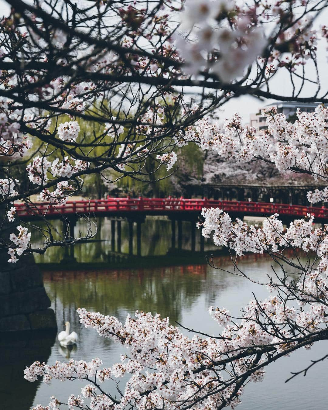 Yuma Yamashitaさんのインスタグラム写真 - (Yuma YamashitaInstagram)「Matsumoto Castle is one of the most complete and beautiful among Japan's original castles💪  #inspirationcultmag」4月18日 22時13分 - yuma1983