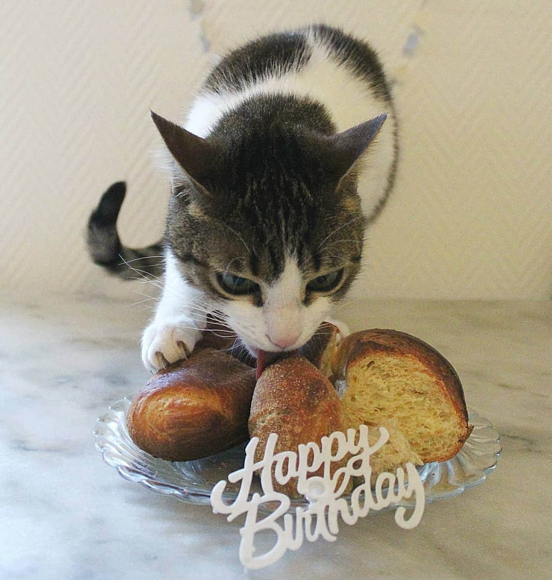 Homer Le Miaou & Nugget La Nugさんのインスタグラム写真 - (Homer Le Miaou & Nugget La NugInstagram)「Last week was Nugget's 4th birthday! We were supposed to celebrate this week end with a cool theme and tag but with Homer being sick and all the stress it didn't happened. She had her special moment though... She doesn't like any meat or fish so making a meat cake like Homer's ones would have been useless. But since she loves licking bread more than anything i've made her a sort of bread cake with a regular baguette, a semoule bread and one called "la viennoise". She was thrilled and licked them all with bliss... It was carbs heaven for her!lol She is a sweet tiny cat and an adorable little girl and i love her to the moon and back so happy (belated) birthday little Nug, i loOove you!!! 🎂🍞🎂 #CarbsWasTheThemeObviously」4月18日 22時08分 - homer_le_chat