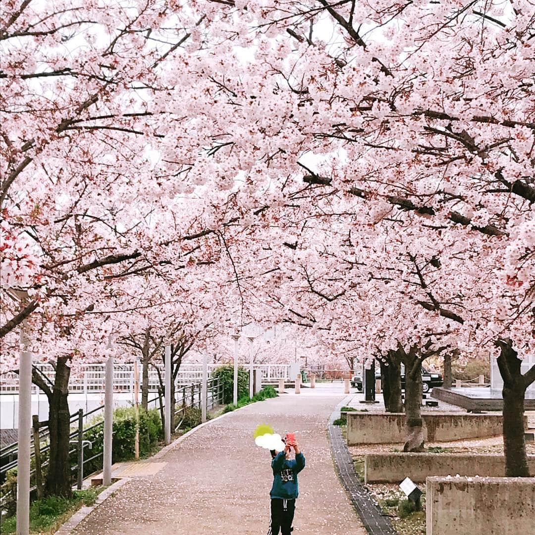 愛内里菜のインスタグラム：「「とってもキレイだから写真とるー！」と﻿ ﻿ 子供用のおもちゃiPhoneで頑張ってたのに、﻿ 全部保存できてなくて残念💦😅﻿ ﻿ ママは頭に乗った花びらが﻿ 可愛いくて 動く息子を必死に撮影😂﻿ ﻿ ﻿ 言ってる間にゴールデンウィーク！﻿ 早いなぁ〜💦﻿ ライブ準備や色々準備！﻿ バタバタしてきた🙌🎤🕺﻿ ﻿ ﻿ #桜﻿ #さくら #桜満開﻿ #息子ラブ﻿ #４歳男の子﻿ #4歳児﻿ #息子﻿ #息子と﻿ #愛内里菜 #垣内りか #R﻿」