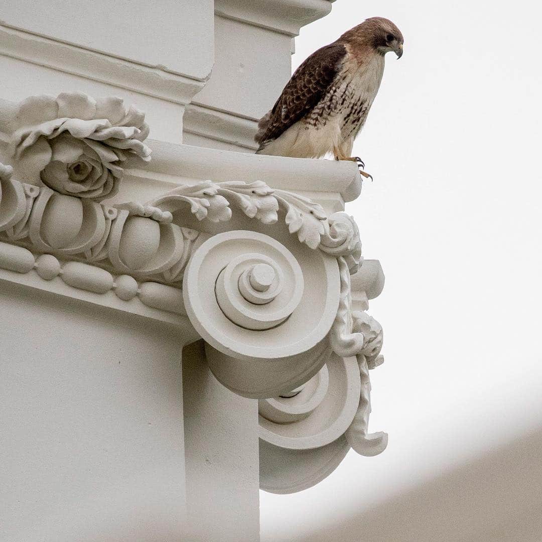 NBC Newsさんのインスタグラム写真 - (NBC NewsInstagram)「A hawk appears on the second floor of the #WhiteHouse on Thursday morning. . 📷 @andyharnik / @apnews」4月18日 22時23分 - nbcnews