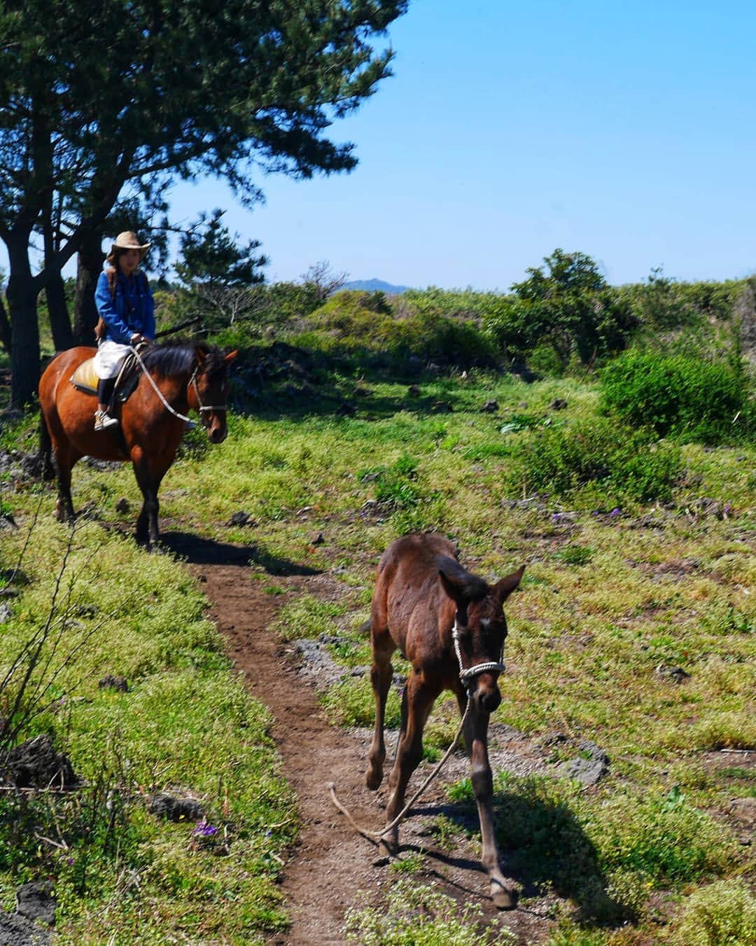 芳美リンさんのインスタグラム写真 - (芳美リンInstagram)「すでに帰宅していますが、もうしばし、船旅の投稿にお付き合い下さい☺  最後の寄港地、 #済州島  #済州　で#乗馬　 する夢が叶った♥  私の乗っている馬、お母さんらしく、子馬がずっとついてきて、きゅんきゅん✨  最後は本気で走る体験もしたんですが、 途中まで子馬を気にして全然走らないので、油断していたら突然スイッチ入って、全力疾走！ 「まーじーでーーー(@_@)」 と叫んでしまいまい、みんなに笑われてしまった。☺ それも良い思い出。  #ピースボート  #peaceboat #pbgramer #第三期船上インスタグラマー @peaceboat.cruise#済州 #旅したくなるフォト#旅行 #travelstagram #旅人 #lynn_trip #旅 #travelme#トラベラー  #旅好きな人と繋がりたい#海好きな人と繋がりたい #jeju#korea#horseriding#KEEN #キーン#여행 #여행스타그램 #여행스냅 #여행기록 #여행일기 #여행중독 #여행지추천 #한국여행」4月18日 22時21分 - lynn.lynn5