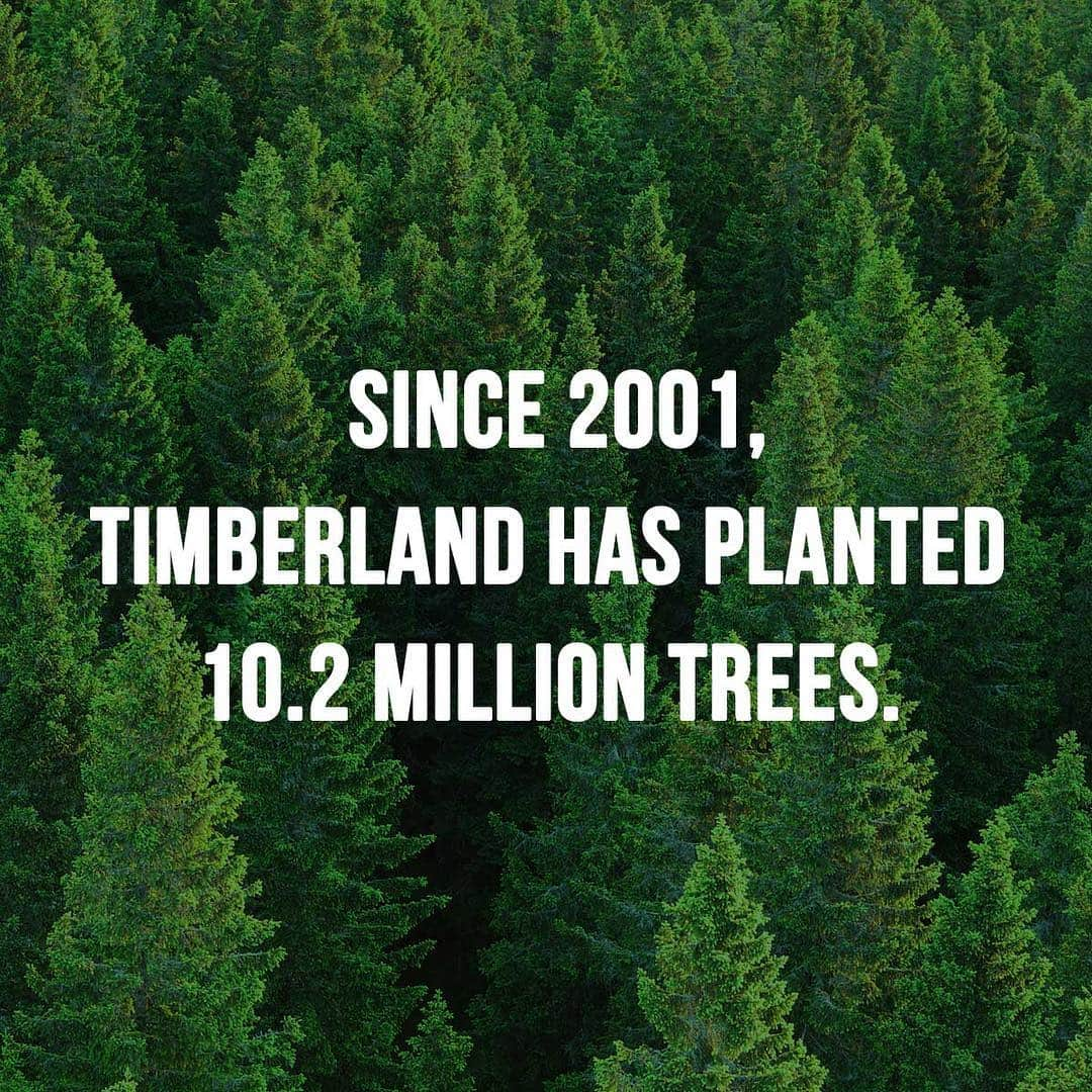 ティンバーランドさんのインスタグラム写真 - (ティンバーランドInstagram)「Since 2001, #Timberland has planted over 10 million trees! ➡️ through to see what this impact has on the world 🌎 #NatureNeedsHeroes  Link in bio for more information about our efforts to make better products, a greener world + stronger communities.」4月18日 22時31分 - timberland