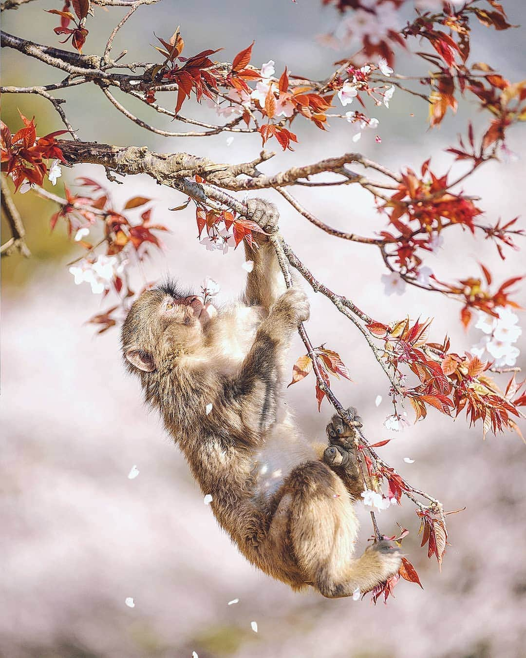 Berlin Tokyoさんのインスタグラム写真 - (Berlin TokyoInstagram)「🌸🐒A Sakura monkey in motion. . . . 📍#kyoto , #japan」4月18日 22時34分 - tokio_kid