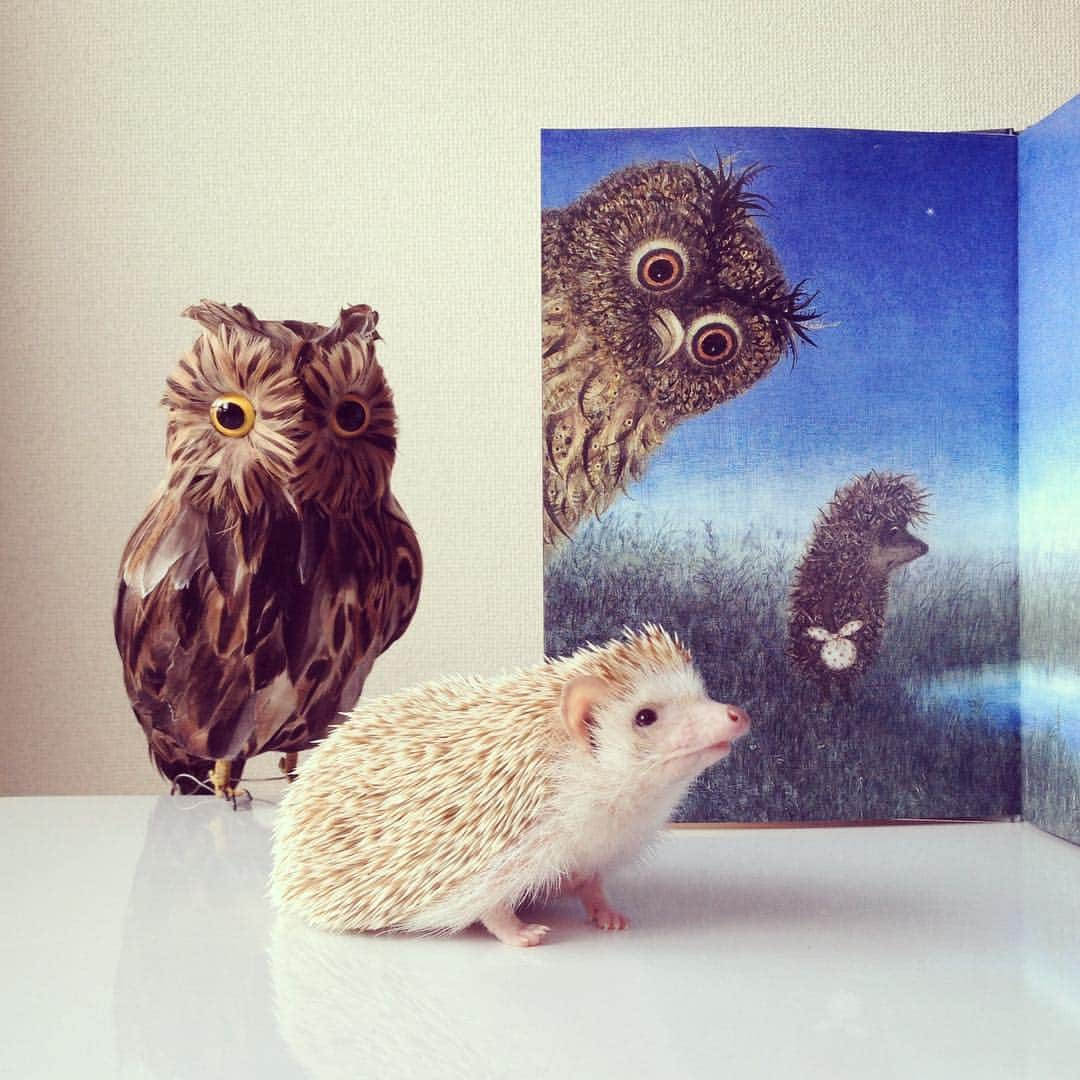 ダーシーさんのインスタグラム写真 - (ダーシーInstagram)「Hedgehog in the Fog [Yuriy Norshteyn, 1975] ①Chopin ②Darcy(23.9.2013) ダーシーかわいいなぁ🦔✨」4月18日 22時53分 - darcytheflyinghedgehog