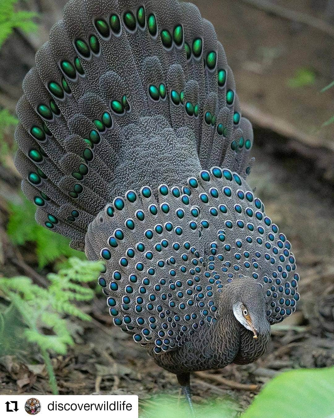 のインスタグラム：「So cool #ilovebirds #birdsarecool #birds  #Repost @discoverwildlife • • • • • • How beautiful? 😍 Photo by @birddetective | #discoverwildlife」