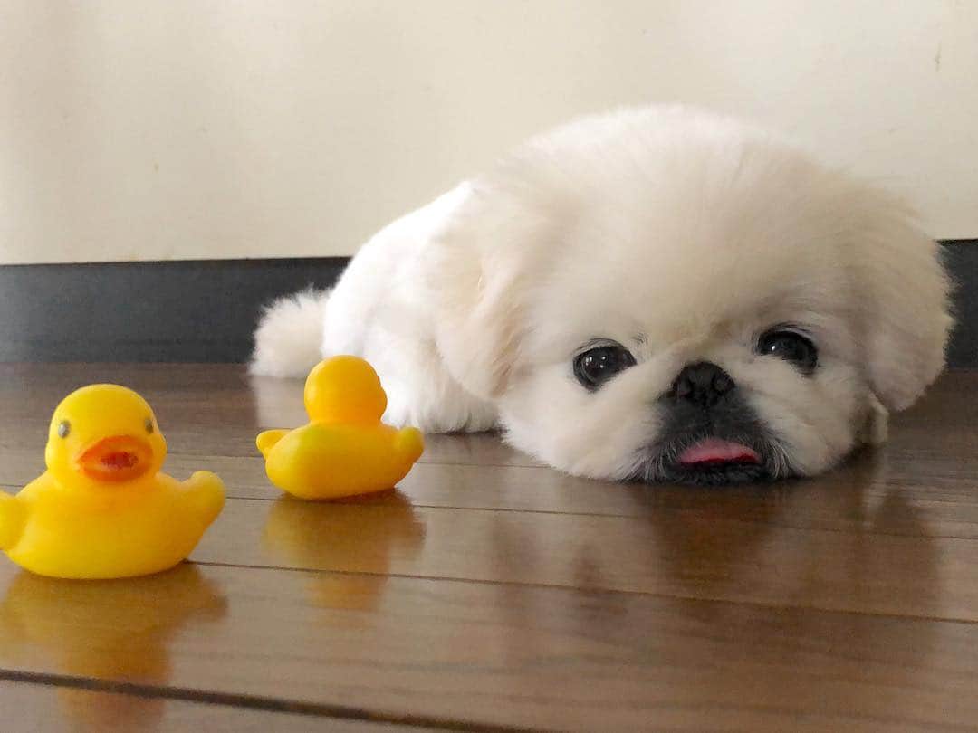 こなつのインスタグラム：「お気に入りの二郎さんと三郎さん🐤🐤💕」